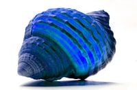 Shell in Blue
