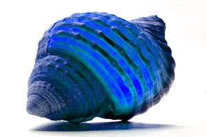 Muschel in Blau