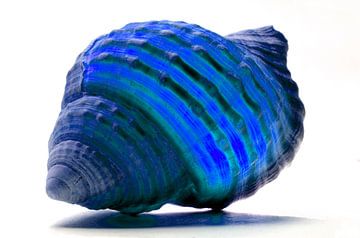 Shell in Blue van De Rover