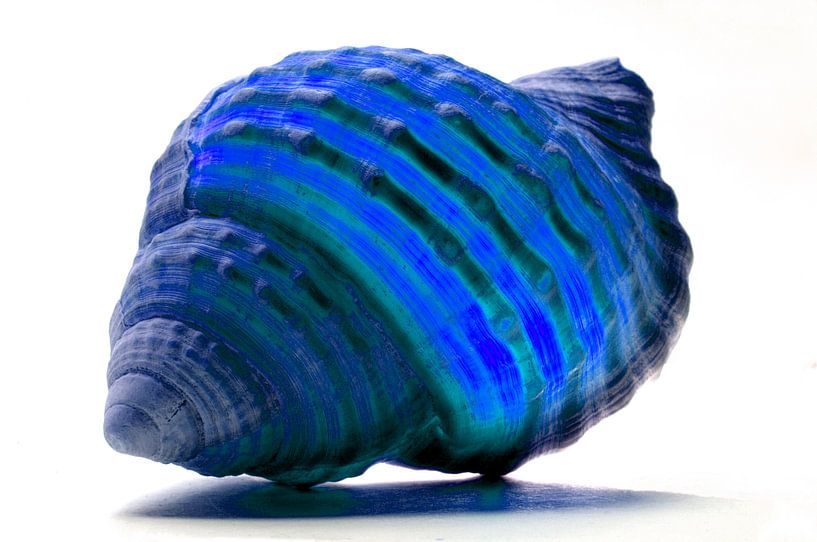 Shell in Blue by De Rover