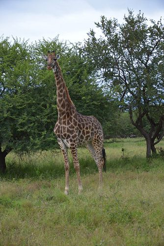 giraffe in south africa