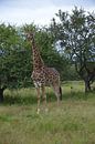 giraffe in south africa van ChrisWillemsen thumbnail
