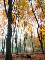 Golden sunrise in the autumn