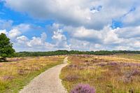 Mookerheide