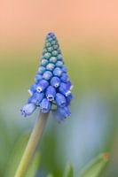 Blauw druifje - Rainbow splash