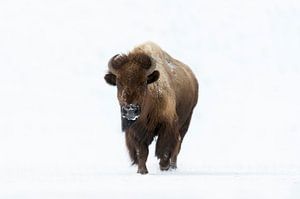 Bison ( Bison bison ) im Winter, läuft direkt auf den Fotografen zu, Blickkontakt, wildlife, Yellows