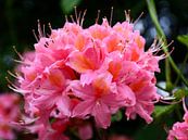 Rhododendronblüte von Gisela Scheffbuch Miniaturansicht