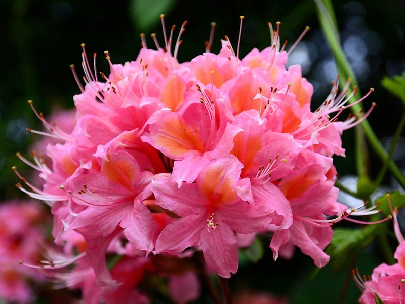 Rhododendronblüte von Gisela Scheffbuch