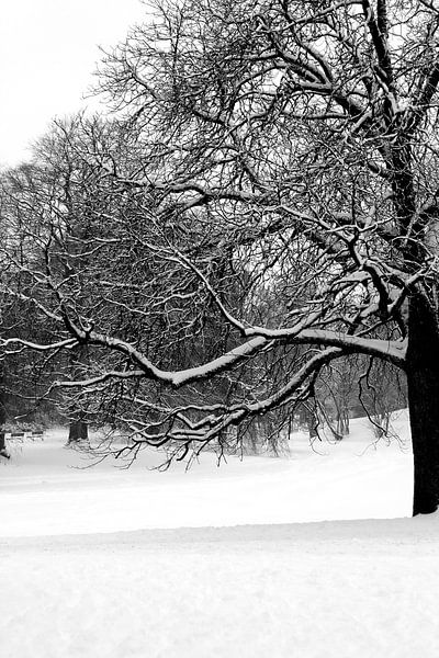 Winter in Noorderplantsoen 2010 van Ronald Hulsebos
