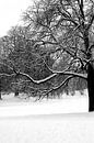 Winter in Noorderplantsoen 2010 van Ronald Hulsebos thumbnail