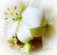 Eleganz - Weiße Lilien