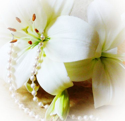 Eleganz - Weiße Lilien