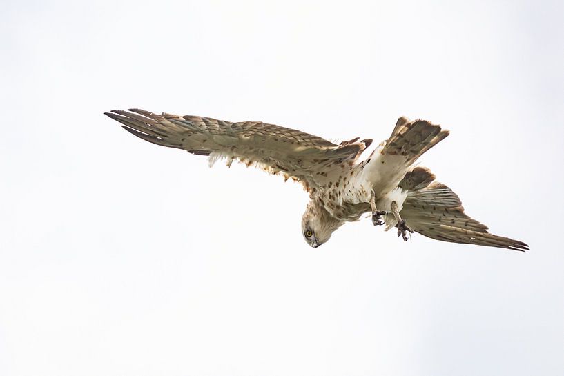 Short-toed eagle by Hetwie van der Putten