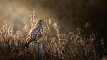 Roofvogel van Maurice Cobben