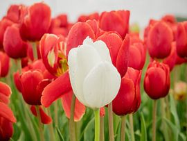 White tulip in front by Martijn Tilroe