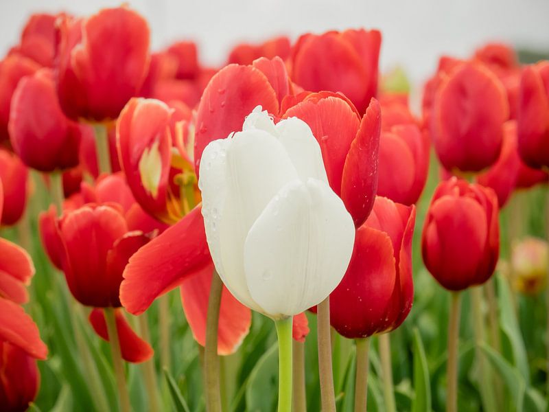 Tulipe blanche devant par Martijn Tilroe