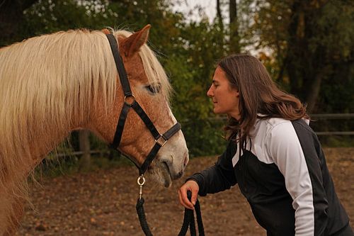Fotoshoot met lichtbruine Haflinger met beige manen
