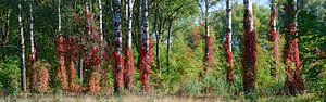 Forêt de bouleaux en automne