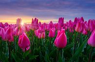 Sonnenaufgang und die blühenden Tulpen von Dennis Donders Miniaturansicht