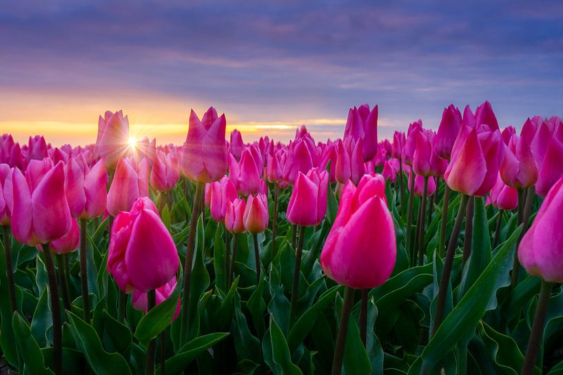 Sonnenaufgang und die blühenden Tulpen von Dennis Donders