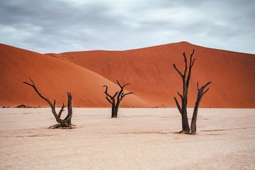 Bomen in Deadvlei van Joris Machholz