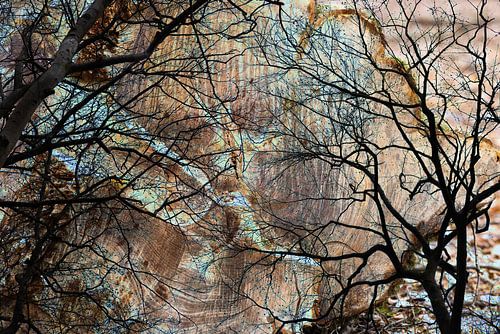 Mystieke bomen