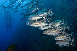 At the Rock by Ilan Ben Tov