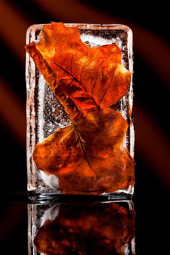 ingevroren herfstbladeren