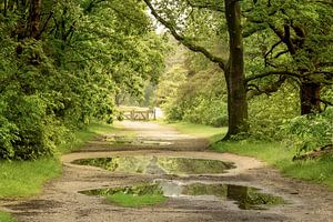 Après la pluie dans la forêt.