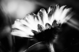 Dreaming daisy by Nicc Koch