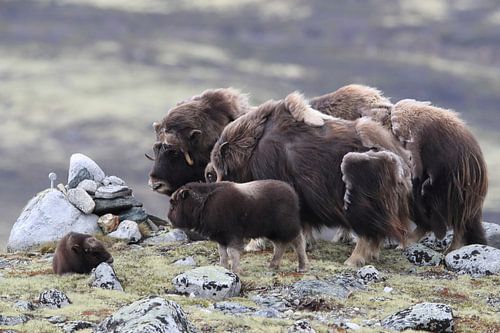 Boeuf musqué dans le parc national de Dovrefjell, dans son habitat naturel, Norvège.