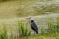 heron