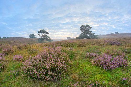 zonsopkomst op de heide