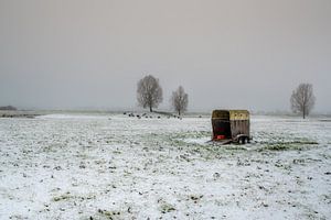 Anhänger mit Schafen in Winterlandschaft