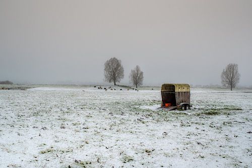 Trailer met schapen in winters landschap