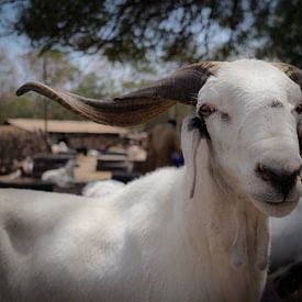 Gambian goat sur Denise Mol