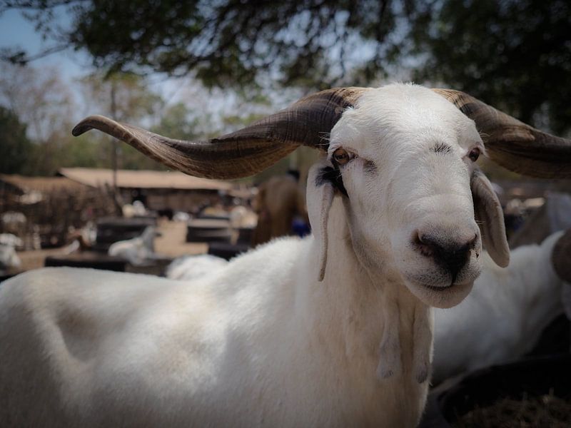 Ziege in Gambia von Denise Mol