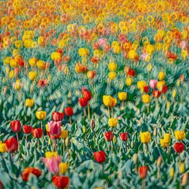 Multicoloured tulips by Yanuschka | Fotografie Noordwijk