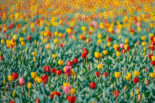 Multicolored tulips