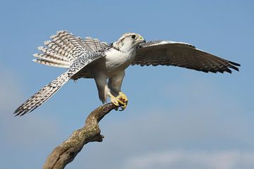 Giervalk (Falco rusticolus) van Ronald Pol