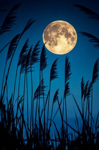 Volle maan boven gras