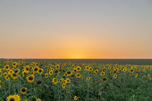 Zonnebloemen in het veld bij Holwerd in Friesland, met zonsondergang