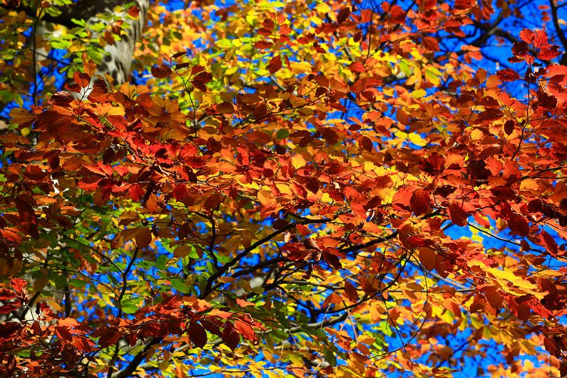 Buche von Thomas Jäger