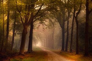 Breda Liesbos im Nebel