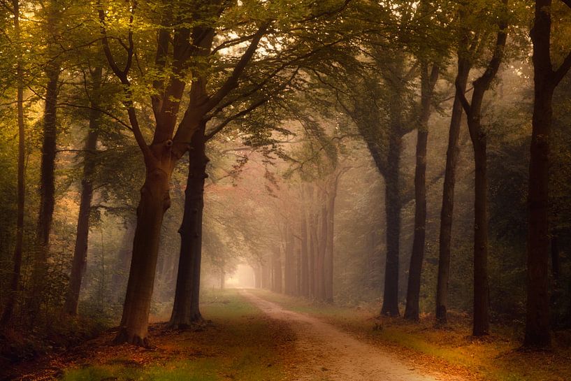 Breda Liesbos dans le brouillard par Egon Zitter