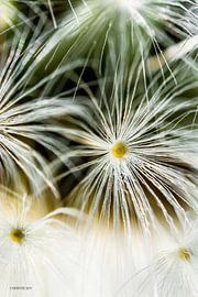 fireflower 3 by Henry van Schijndel