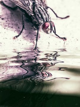 Het water - Thirsty Fly van Christine Nöhmeier