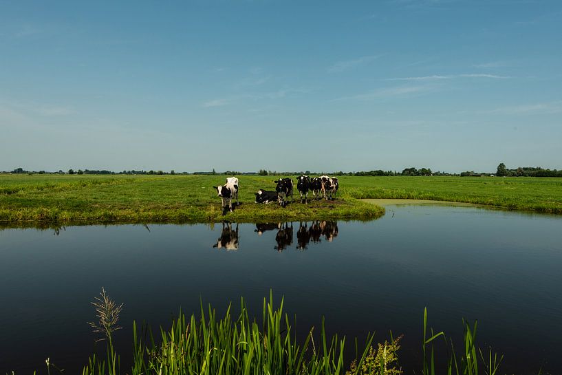 Vaches au bord de l'eau par Brian Morgan