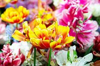 Tulipes