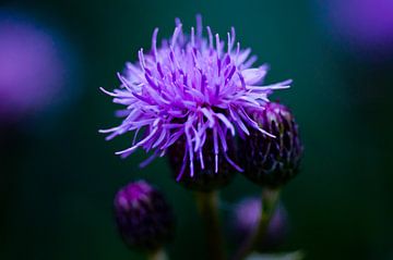 Distel #1 van Anita van Hengel